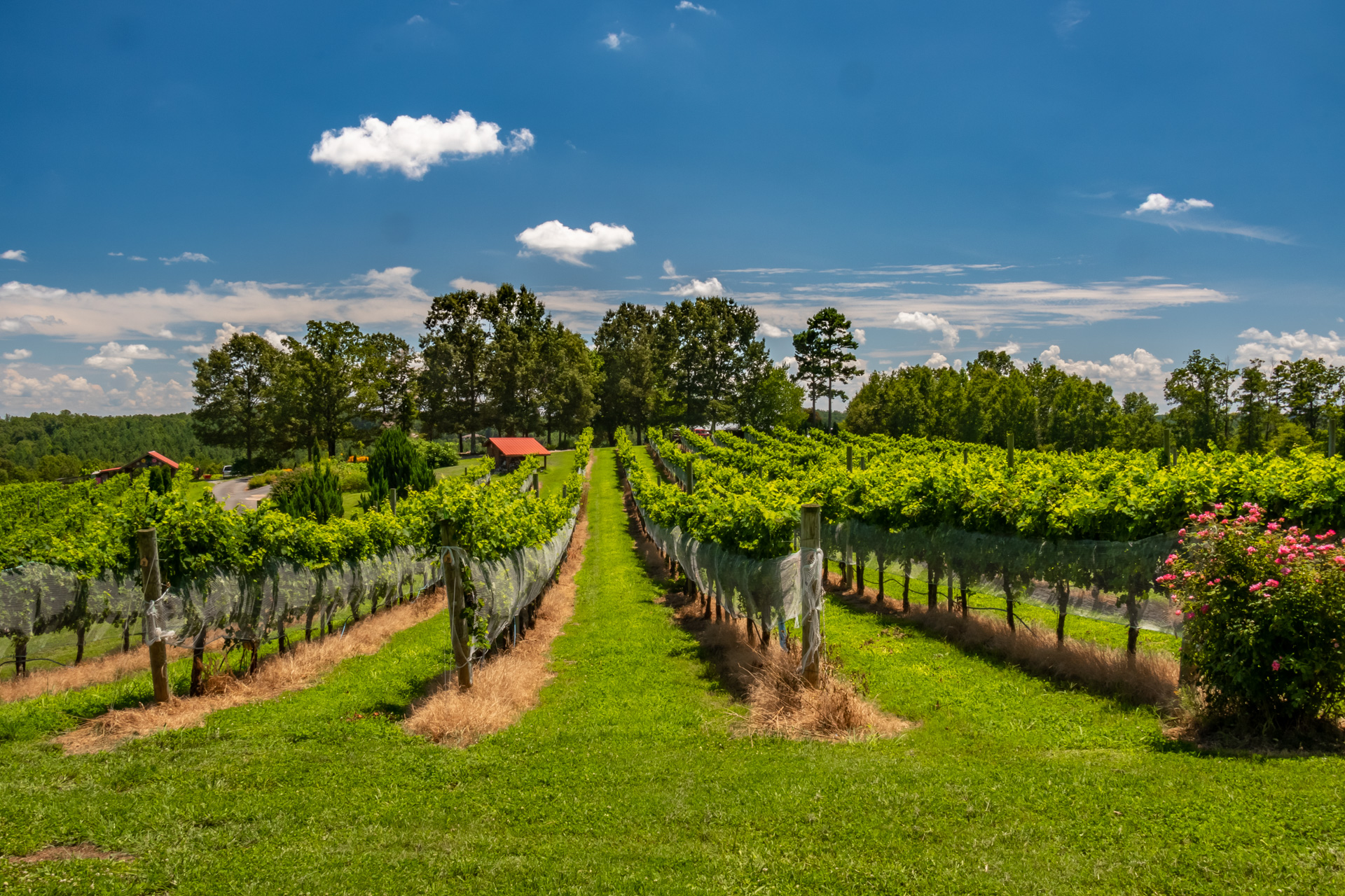 Overmountain Vineyards