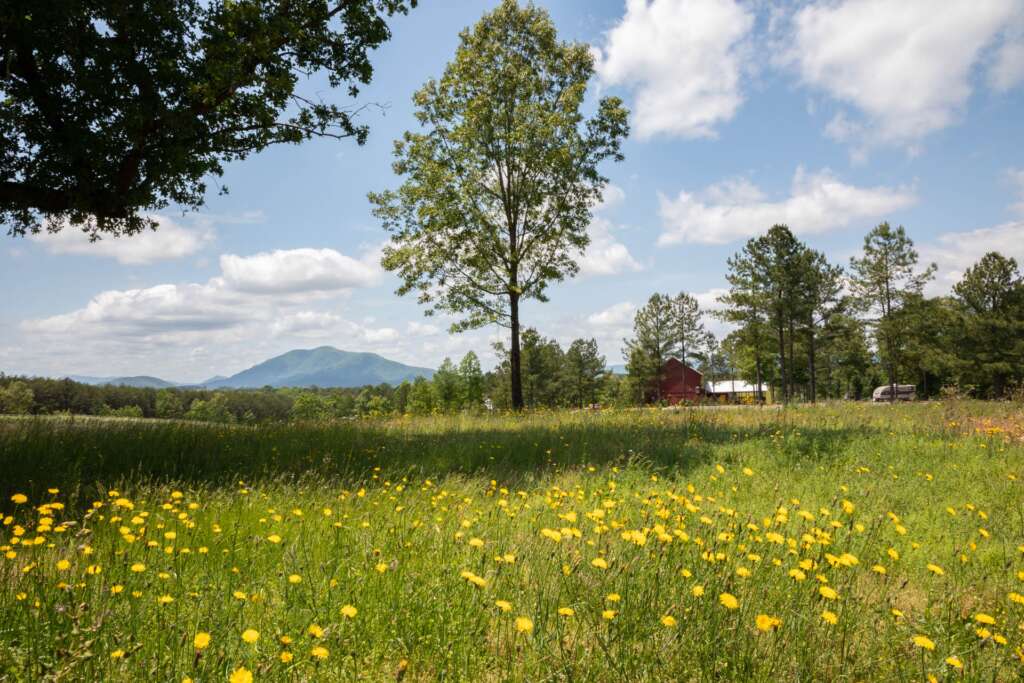 Spring at Parker-Binns Vineyard